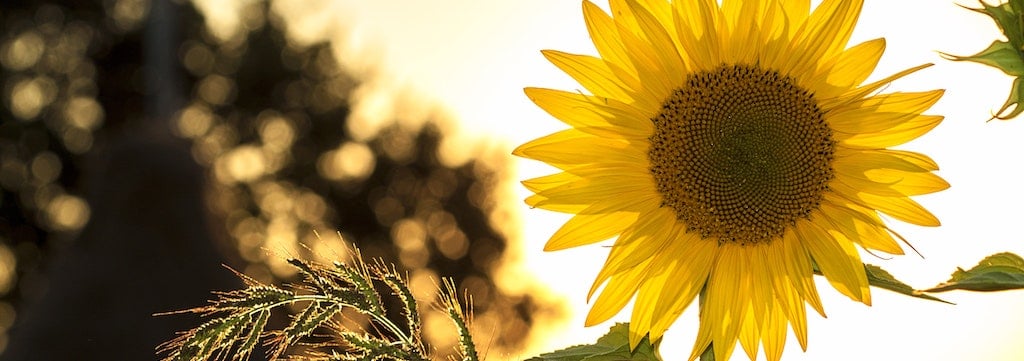 Programme special aout 2019